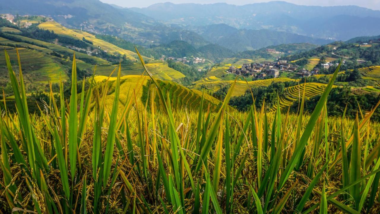 Longji Terrace La Vie Inn Longsheng Eksteriør billede