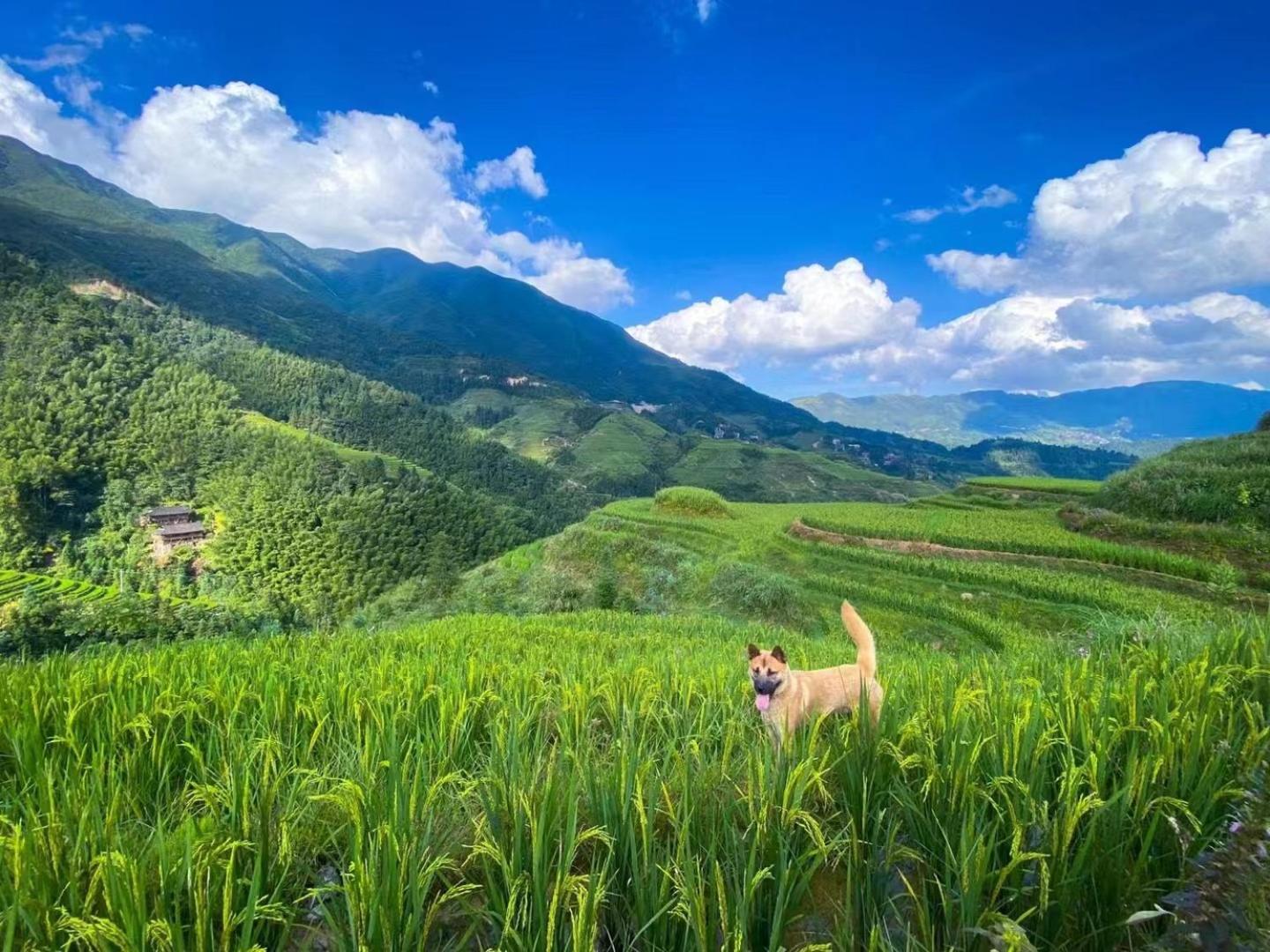 Longji Terrace La Vie Inn Longsheng Eksteriør billede