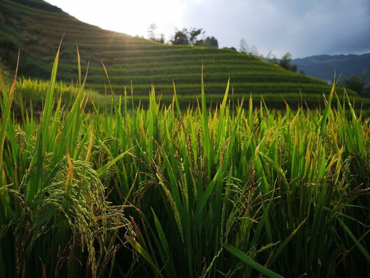 Longji Terrace La Vie Inn Longsheng Eksteriør billede
